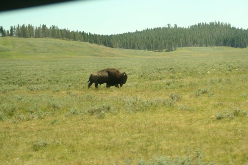 Trip (152).JPG - Buffalo in the meadow at Yellowstone National Park
